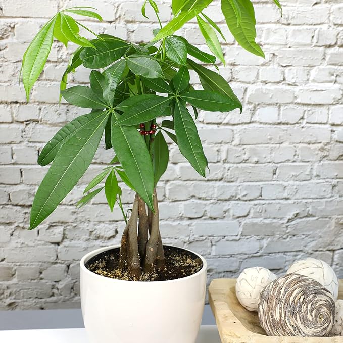Altman Plants, Chinese Money Plant Decor, Money Tree Plant Indoor House Plants, Bonsai Tree Feng Shui Decor, House Plants Indoors Live Plants Indoor Plants Live Houseplants Live Indoor Live Plants