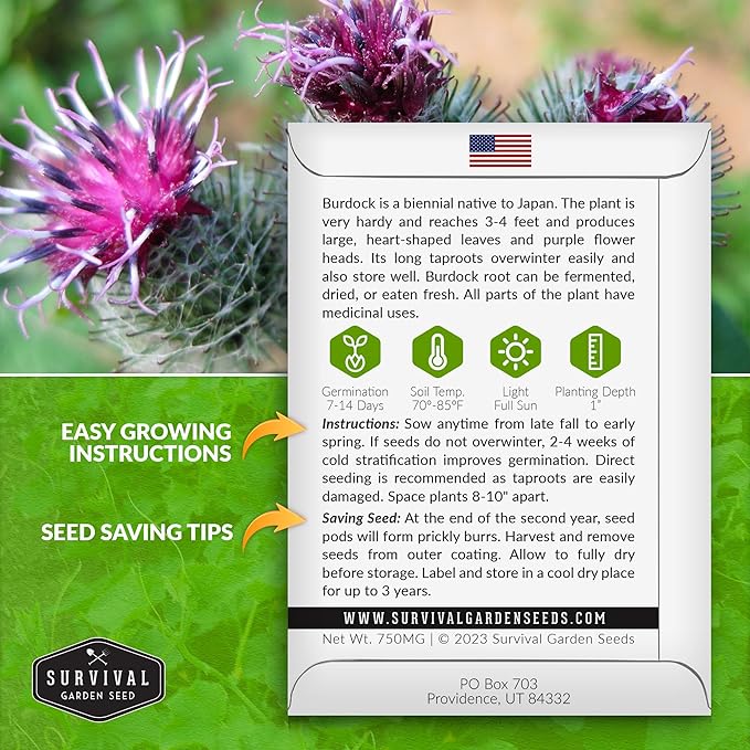 Survival Garden Seeds Burdock Seeds for Planting – 1 Packet with Instructions to Grow Burdock Root Plant (GOBO) in Your Home Vegetable Garden – Non-GMO Heirloom Herb Seeds