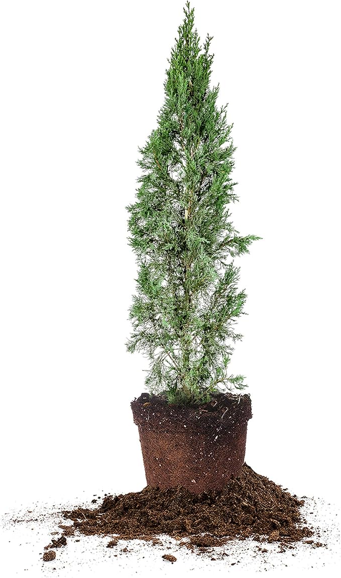 PERFECT PLANTS Italian Cypress Live Plant, 3-4', Includes Care Guide