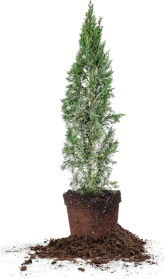 PERFECT PLANTS Italian Cypress Live Plant, 3-4', Includes Care Guide