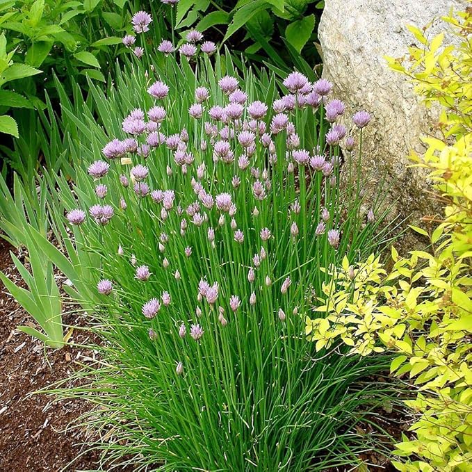 Common Chives Seeds for Planting, 1000+ Heirloom Seeds Per Packet, (Isla's Garden Seeds), Non GMO Seeds, Botanical Name: Allium tuberosum, Great Herb Garden Gift