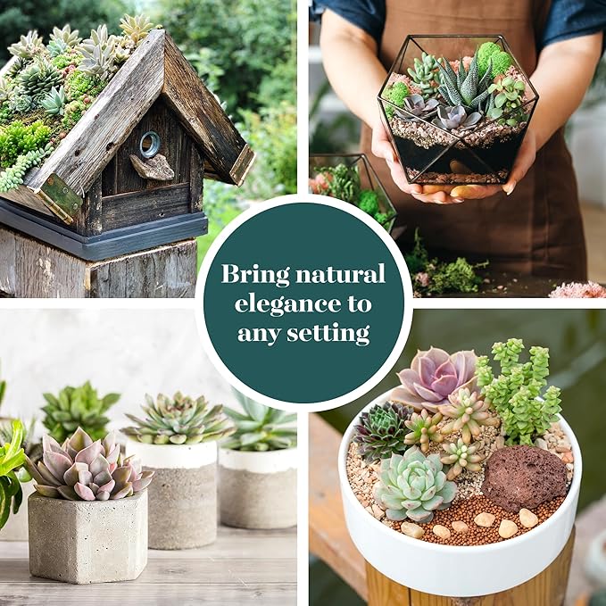 Shop Succulents Unique Succulent Plant Pack Collection - Live Mini Succulent Plants, Low Maintenance, Exceptional Colors & Textures - Wedding and Party Favors, Gift & Garden, Pack of 12