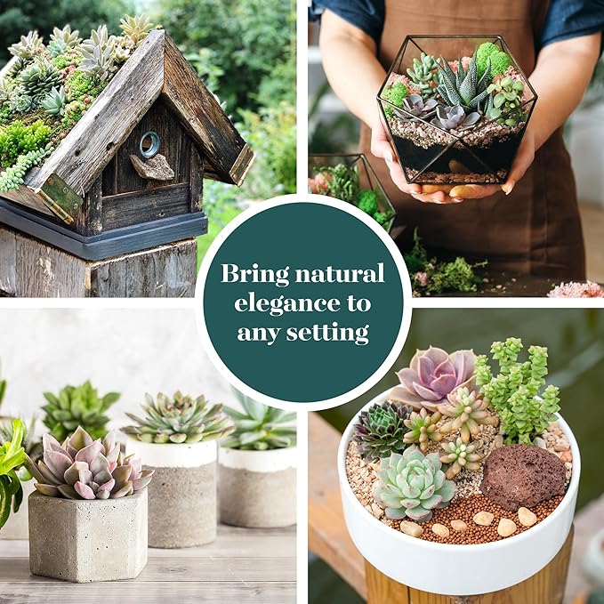 Shop Succulents Assorted Succulent Plant Pack Bulk Collection - Live Mini Succulent Plants, Low Maintenance, Mixture of Colors & Textures - Wedding and Party Favors, Gift & Garden, Pack of 64