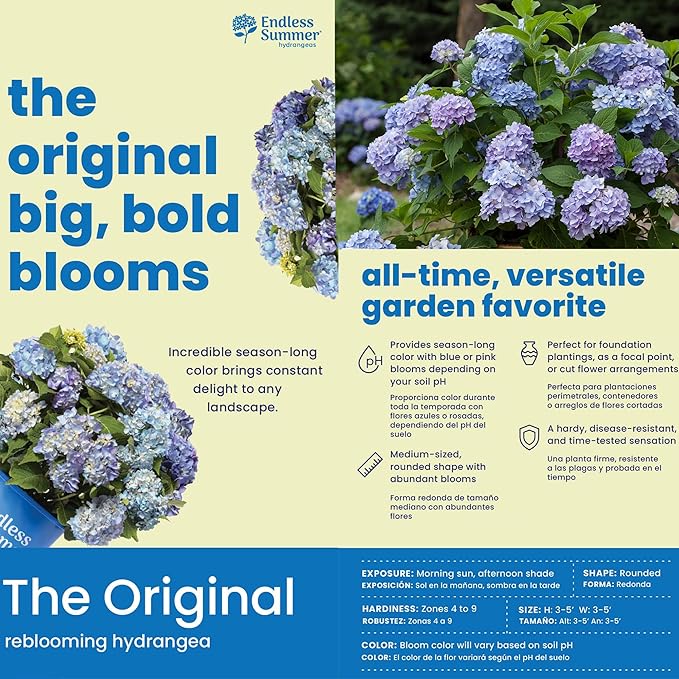 Endless Summer Original Hydrangea, 1 Gal, Blue