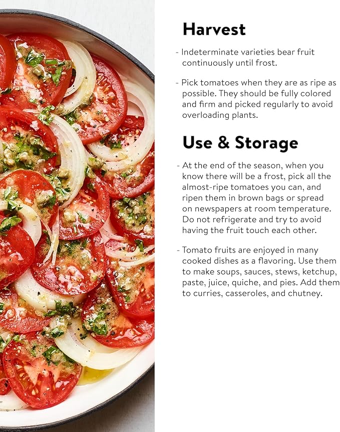 Burpee Exclusive 'SuperSauce' Hybrid, 25 Non-GMO Large Red Sauce & Paste Tomato Variety, Vegetable Seeds for Planting Home Garden