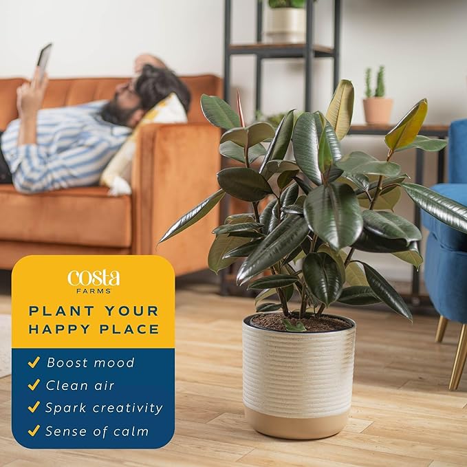 Costa Farms Burgundy Rubber Plant, Live Indoor Ficus Elastica Tree, Live Indoors Houseplant in Décor Planter Pot, Potting Soil Mix, Gift for Housewarming New House, Home or Office Decor, 2-3 Feet Tall