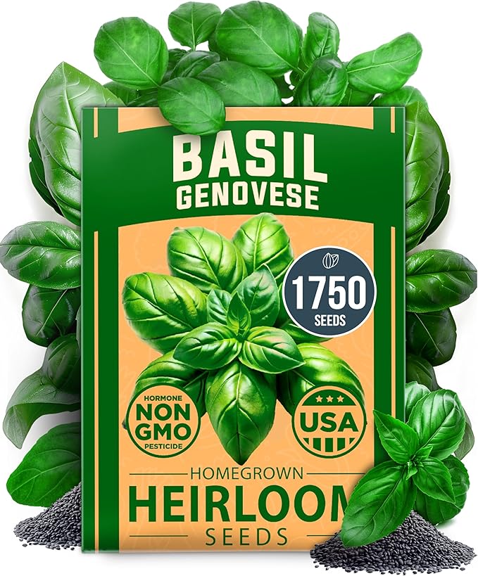 HOME GROWN Genovese Basil Seeds Pack - 1750 High Germination, Non-GMO Heirloom Seeds (Ocimum basilicum) - Perfect Herb Seeds for Planting Indoor & Outdoor Gardening - Grow Basil Plant for Culinary Use