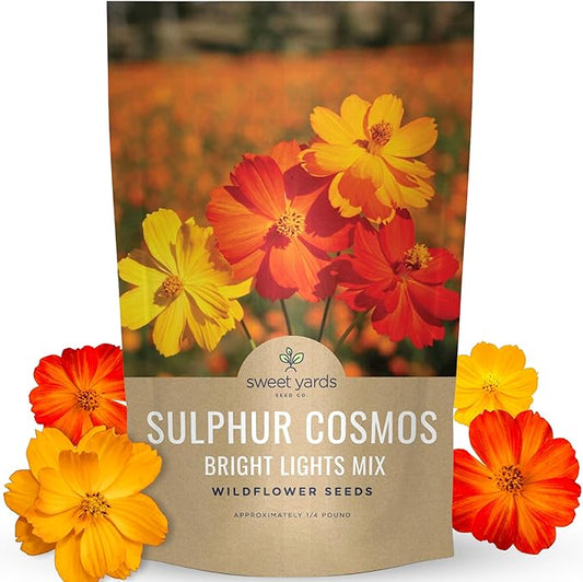 Sulphur Cosmos - Bright Lights Mix - Bulk 1/4 Pound Pouch - 15,000 Flower Seeds for Planting - Wildflower Mix
