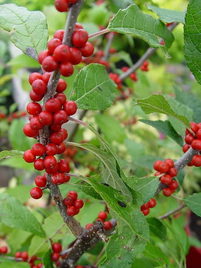 First Editions - Ilex verticillata Wildfire (Winterberry) Shrub, bright red fruit, #3 - Size Container