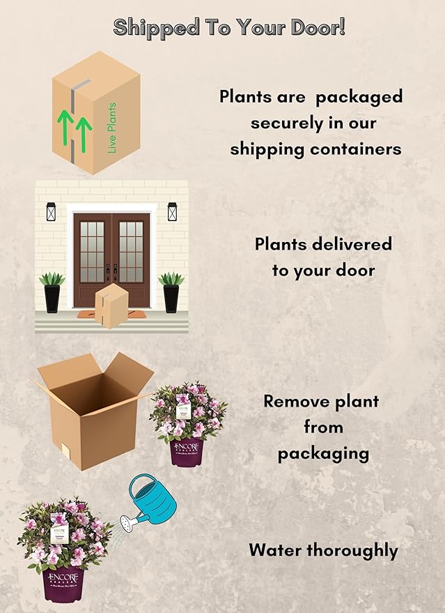 2 Gallon Encore Azalea Autumn Twist Shrub