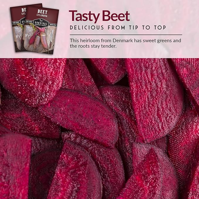 Survival Garden Seeds - Cylindra Beet Seed for Planting - 2 Packs with Instructions to Plant and Grow Dark Red Beets in Your Home Vegetable Garden - Non-GMO Heirloom Variety - Seed Planting Vegetable