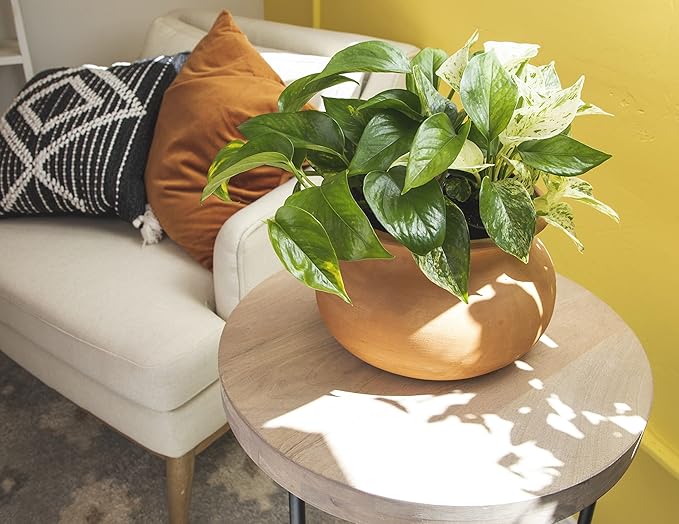 Altman Plants, Live Pothos Plants (4PK) Indoor Plants Live Houseplants, Pothos Live Plant House Plants Indoors Live Plants, Money Plant Indoor Pothos Plant Decor, Devils Ivy Trailing Plants Live