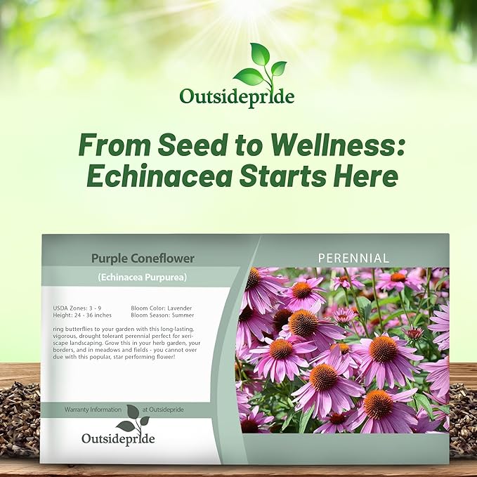 Outsidepride 1000 Seeds Perennial Echinacea Purple Coneflower Wild Flower Seeds for Planting