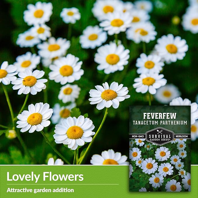Feverfew Seeds for Planting - 1 Packet with Instructions to Plant and Grow Your Own Bachelor's Buttons in Your Home Vegetable or Herb Garden - Non-GMO Heirloom Variety - Survival Garden Seeds