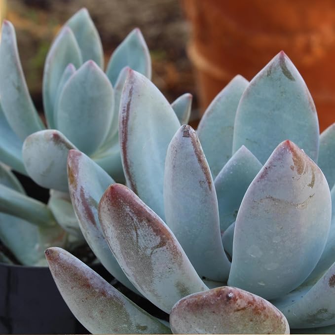 Altman Plants, Live Succulents Plants Live Houseplants (6PK), Succulents Live Plants Live House Plants Indoors Live, Live Cactus Plants Live Cacti Succulent Plants Live Indoor Plants Live Houseplants