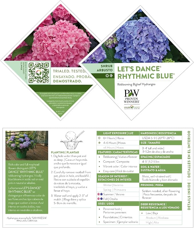 2 Gallon Proven Winners Hydrangea Let’s Dance Rhythmic Blue Shrub