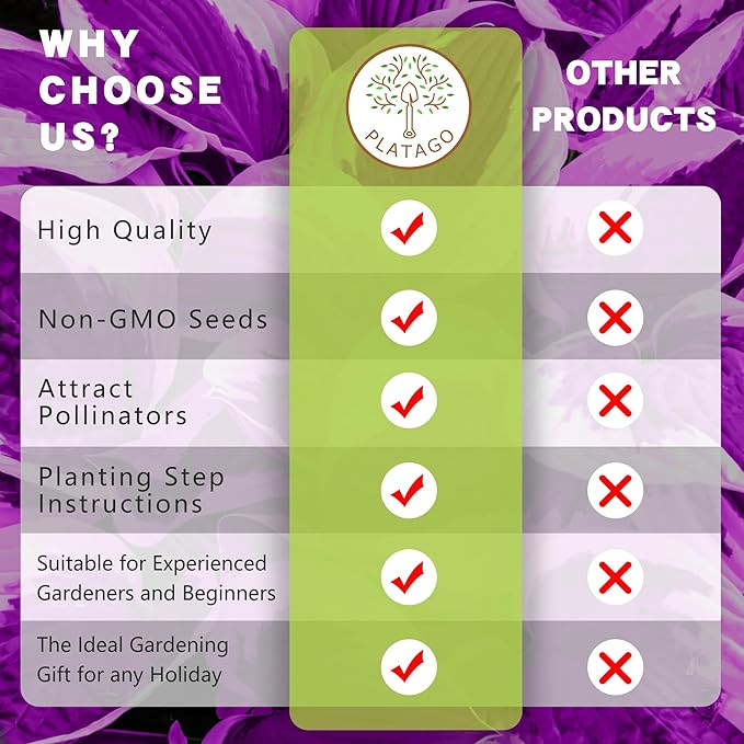 Purple Hosta Seeds Perennial Hosta Plants Seeds for Planting Outdoor Garden Low Maintenance 200Pcs