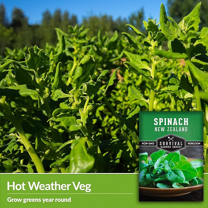 New Zealand Spinach Seed for Planting - 5 Packets with Instructions to Plant & Grow Tetragonia Tetragonoides in Your Home Vegetable Garden - Non-GMO Heirloom Variety - Survival Garden Seeds