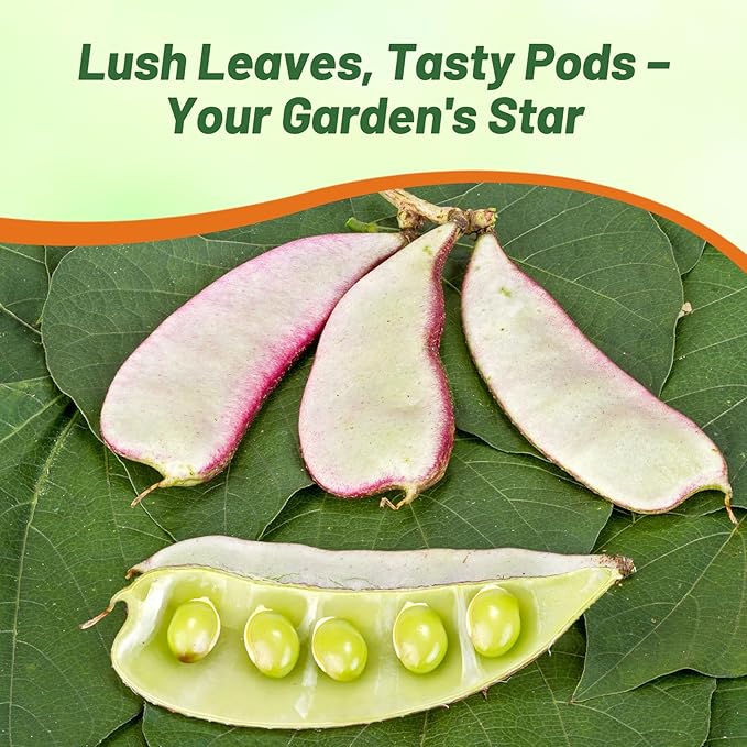 Outsidepride 200 Seeds Perennial Green Dolichos Lablab Hyacinth Bean Vine & Flower Seed for Planting
