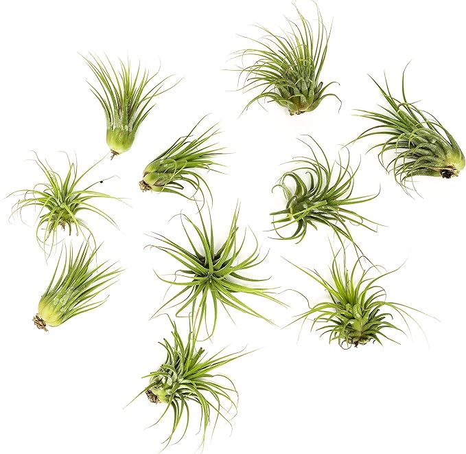 Altman Plants, 10 Ionantha Tillandsia Air Plant Pack, Each 2 to 3.5 Inches Long, Live Tropical House Plants for Home Decor, Indoor Terrarium Air Plants