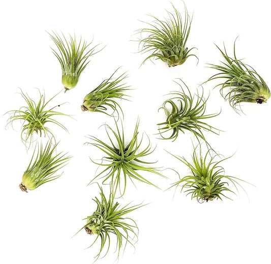 Altman Plants, 10 Ionantha Tillandsia Air Plant Pack, Each 2 to 3.5 Inches Long, Live Tropical House Plants for Home Decor, Indoor Terrarium Air Plants