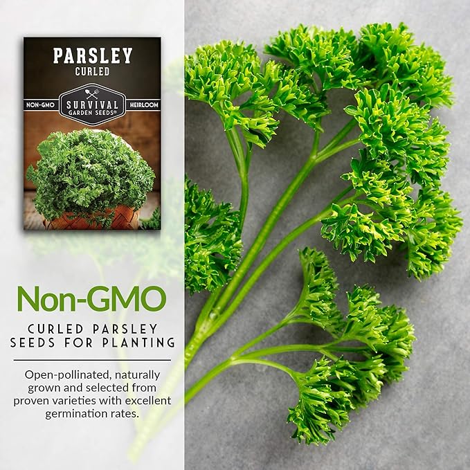 Survival Garden Seeds - Curled Parsley Seed for Planting - 2 Packs with Instructions to Plant and Grow Nutritious Curly Parsley Herb Plants in Your Home Vegetable Garden - Non-GMO Heirloom Variety