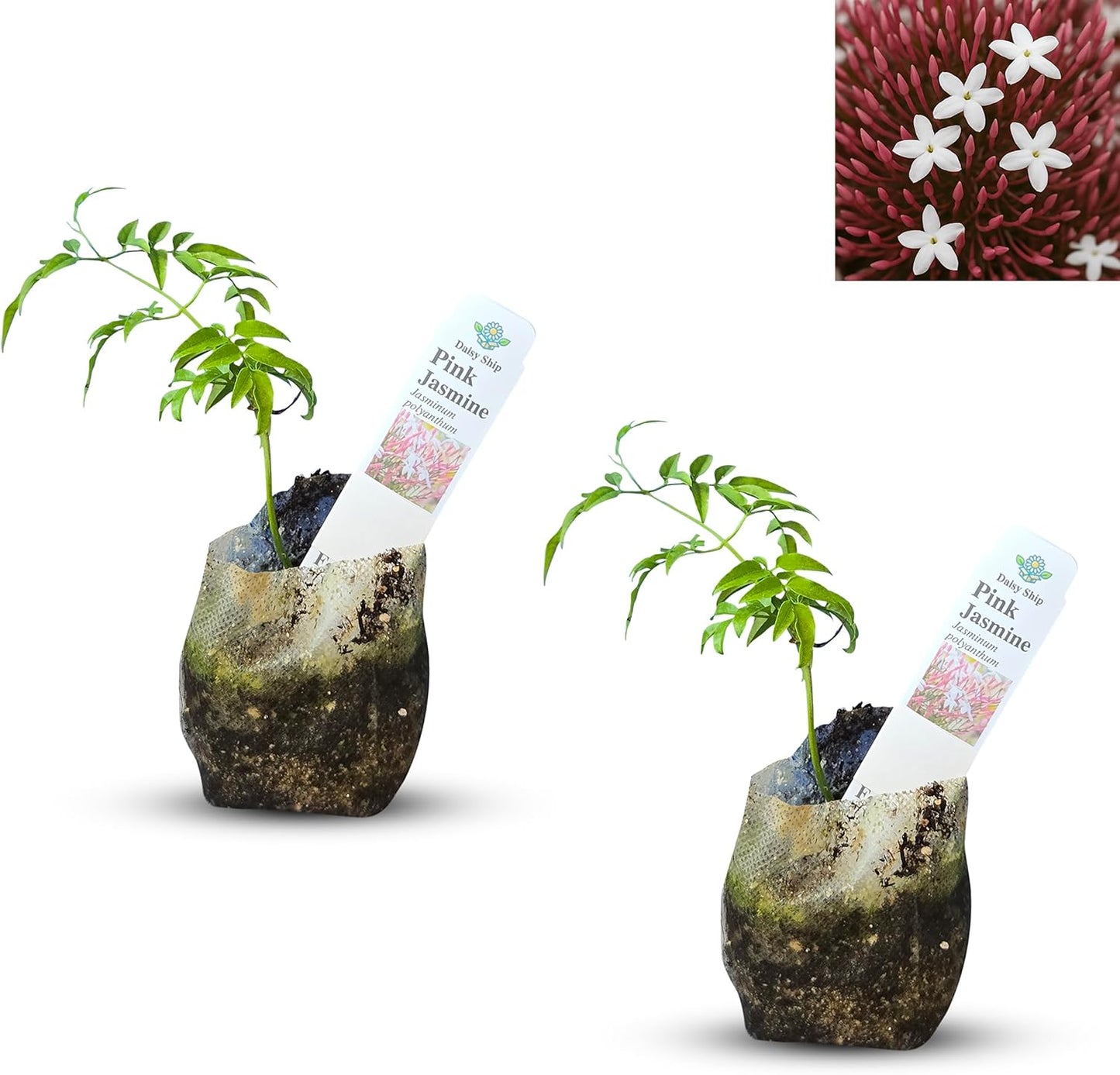 Pink Jasmine Vine - Jasminum Polyanthum - Fragrant & Blooming, Perfect for Indoor/Outdoor Decor (2 Pink jas sacs)