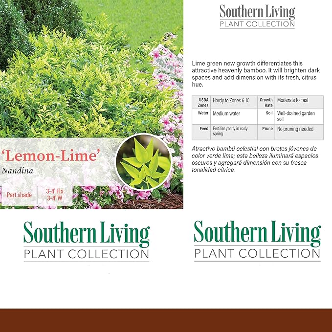 2 Gallon Southern Living Nandina Lemon Lime Shrub