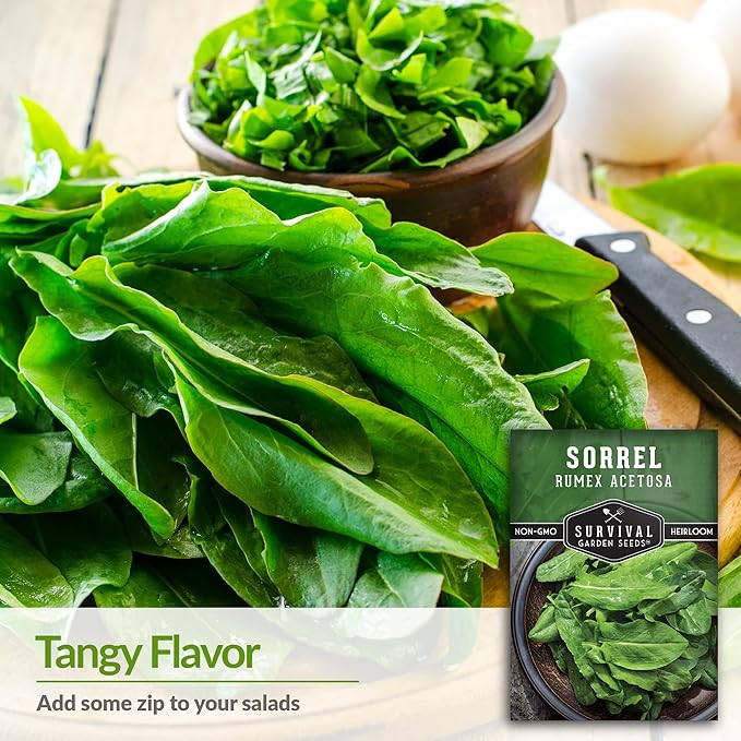 3 Packs Sorrel Seed for Planting - Packet with Instructions to Plant and Grow Rumex Acetosa Tangy Herb and Salad Greens in Your Home Vegetable Garden - Non-GMO Heirloom Variety - Survival Garden Seeds
