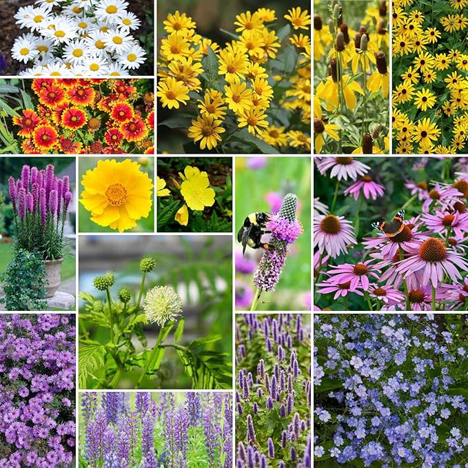 Eden Brothers Midwest All Perennial Wildflower Mixed Seeds for Planting, 1/4 lb, 120,000+ Seeds with Hyssop, Shasta Daisy | Attracts Pollinators, Plant in Spring or Fall, Zones 3, 4, 5, 6, 7, 8, 9, 10