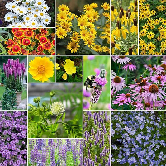 Eden Brothers Midwest All Perennial Wildflower Mixed Seeds for Planting, 1 lb, 480,000+ Seeds with Hyssop, Shasta Daisy | Attracts Pollinators, Plant in Spring or Fall, Zones 3, 4, 5, 6, 7, 8, 9, 10