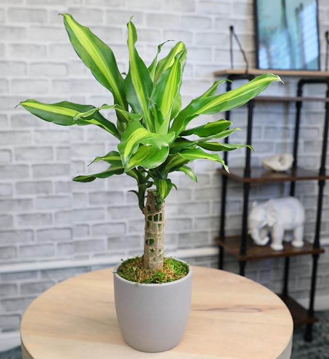 'Sunrise' Corn Plant Dracaena Plant Live Plant Decor, Office Desk Plant, Live Indoor House Plants, Decorative Plants, House Plants Indoors Live Plants Indoor Plants Live Houseplants by Plants for Pets