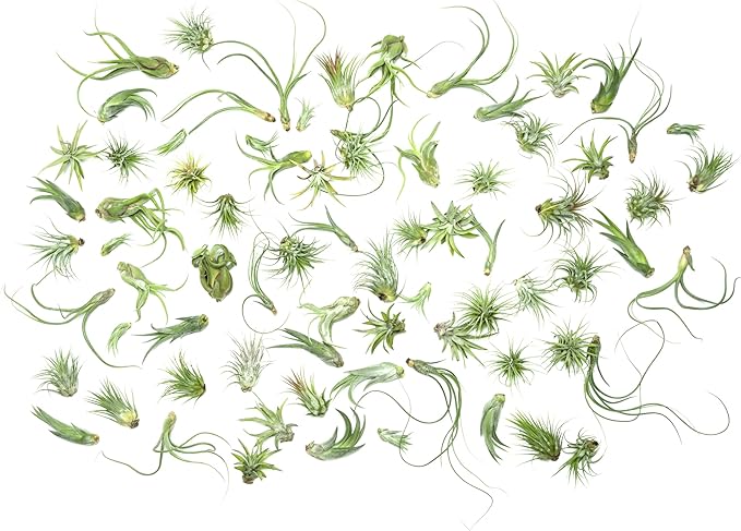 Tillandsia Air Plants Live Indoor Plants (50 Pack), Air Plants Bulk Party Favors or Wedding Favors Live Plants, Air Plant Lover Gifts, DIY Terrarium Kit, Air Succulents Plants Live by Plants for Pets