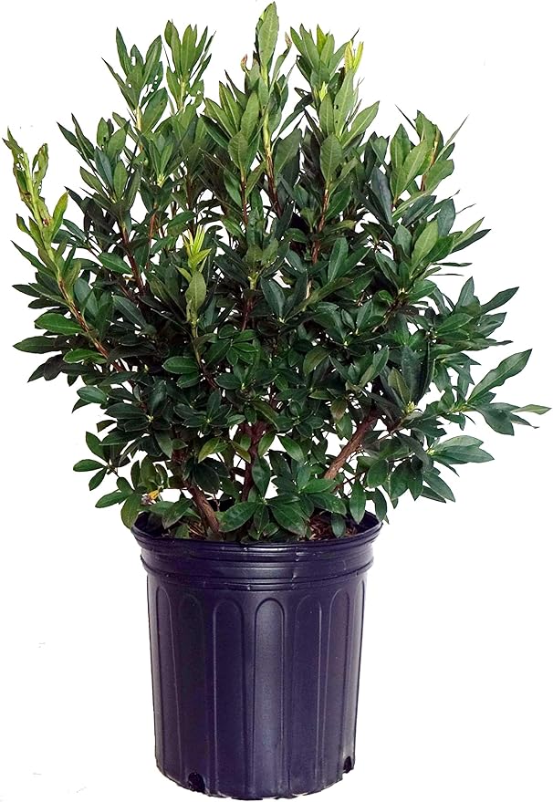 Azalea 'Lemon Drop' (Swamp Azalea) Shrub, pale yellow flowers, #2 - Size Container