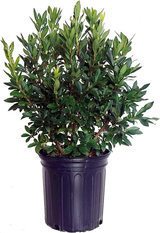 Azalea 'Lemon Drop' (Swamp Azalea) Shrub, pale yellow flowers, #2 - Size Container