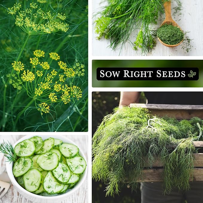 Sow Right Seeds - Dill Seed for Planting - Non-GMO Heirloom Packet with Instructions to Plant and Grow Herb Garden - Indoors or Outdoors - Homemade Dill Pickles - Wonderful Companion Plant (3)