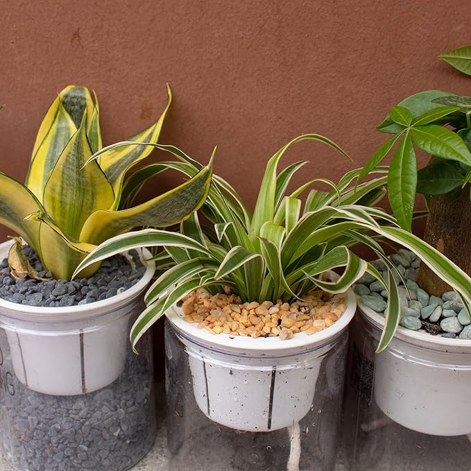 Anothera 7LB Succulent and Cactus Bonsai Gritty Mix Rocks, DIY Additive Pre-Mixed Faster Draining Blend, No Root Rot