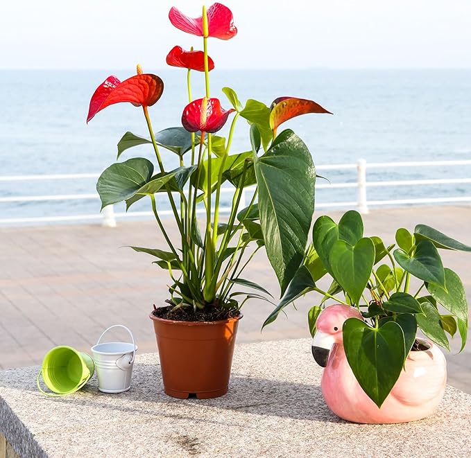 Anthurium Plant Potting Soil Mix (8 Quarts), Indoor Houseplant Custom Blend for Flowering Anthuriums