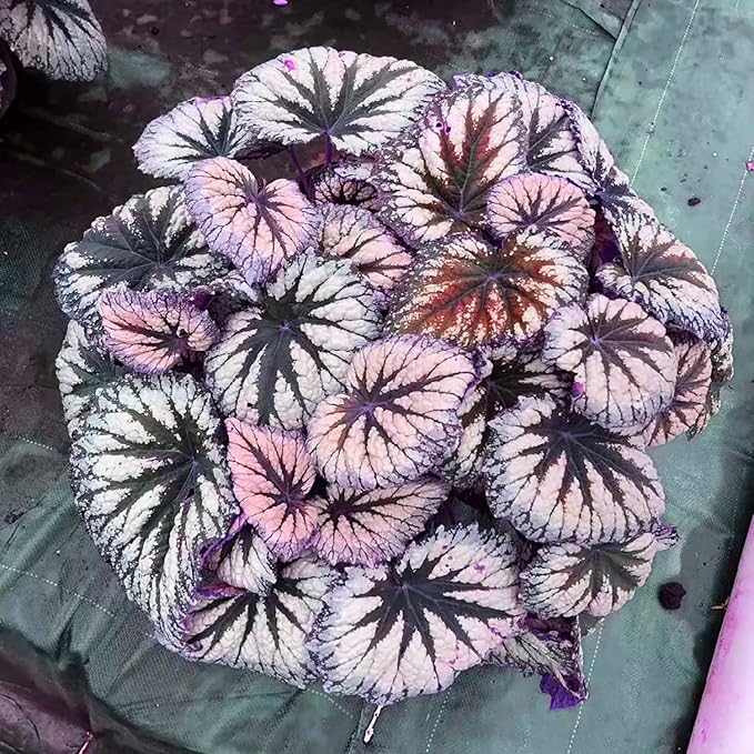 Coleus Seeds - Non-GMO Heirloom Seeds for Planting Powder Edge Blade Coleus Plants Rare Flower & Herb Low-Maintenance