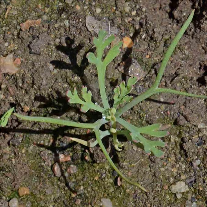 Seed Needs Mixed California Poppy Seeds for Planting - Heirloom & Open Pollinated Tender Perennial - Colorful Mixture of Flowers to Plant a Butterfly Garden (2 Packs)