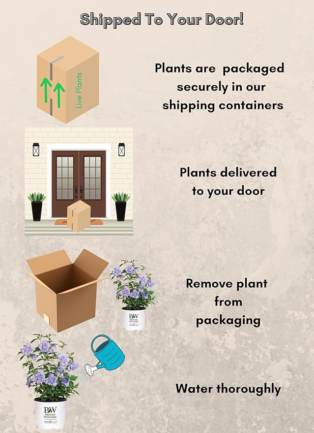 2 Gallon Proven Winners Blue Chiffon Hibiscus Shrub