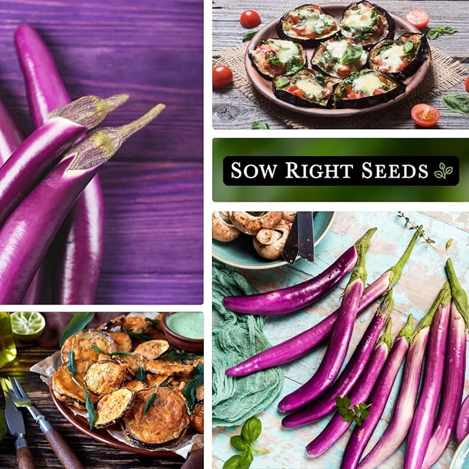 Sow Right Seeds - Long Purple Eggplant Seeds for Planting - Non-GMO Heirloom Packet with Instructions to Plant an Outdoor Home Vegetable Garden - Grow This Chinese Variety Indoors or Outdoors (1)