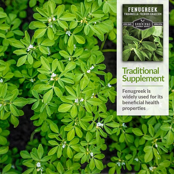 1 Pack Fenugreek Seed for Planting with Instructions to Grow Samudra Methi in Your Home Vegetable Garden - Non-GMO Heirloom - Good Microgreens or Sprouts - Survival Garden Seeds