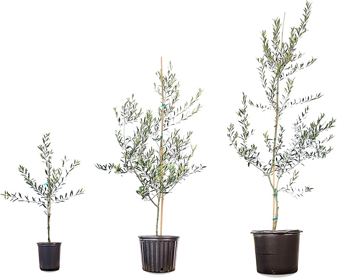 PERFECT PLANTS Arbequina Olive Live Plant, 3-4ft, Includes Care Guide