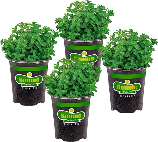 Bonnie Plants Lemon Balm Live Herb Plants - 4 Pack, Perennial In Zones 5 to 9, For Lemon Flavor In A Variety Of Dishes & Teas