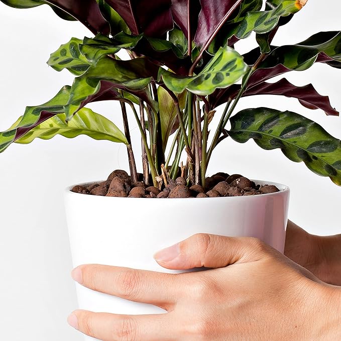 D'vine Dev Ceramic Planter Filler Balls 1 Cu. Ft, Expanded Porous Clay Pebbles Beads for Hydroponic, Gardening, Orchids, 97-F-4