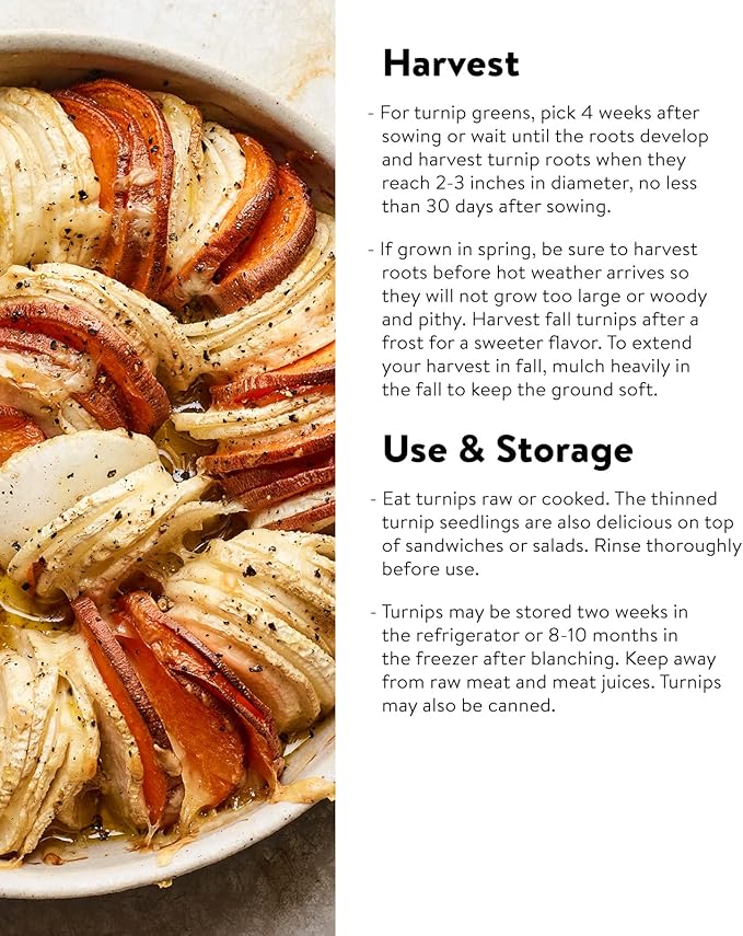 Burpee Purple Top White Globe Turnip Seeds 5000 seeds