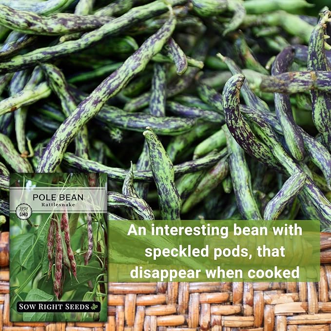Sow Right Seeds - Rattlesnake Pole Bean Seeds for Planting - Non-GMO Heirloom Packet with Instructions to Plant an Outdoor Home Vegetable Garden - Stringless Variety - Tender with Purple Streaks (3)