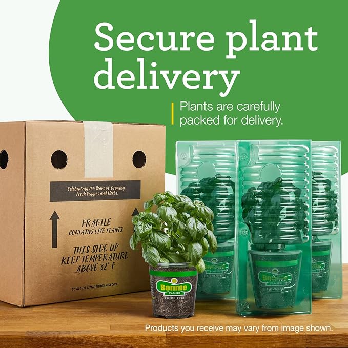 Bonnie PLANTS Habanero Pepper - 4 Pack Live Plants, 1 - 2" Fruits, 24 - 36" Tall Plants, Great for Sauces & Basting,Orange