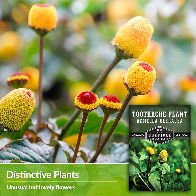 Toothache Plant Seeds for Planting - 2 Packets with Instructions to Plant and Grow Electric Daisy in Your Home Herb Garden - Non-GMO Heirloom Variety - Survival Garden Seeds